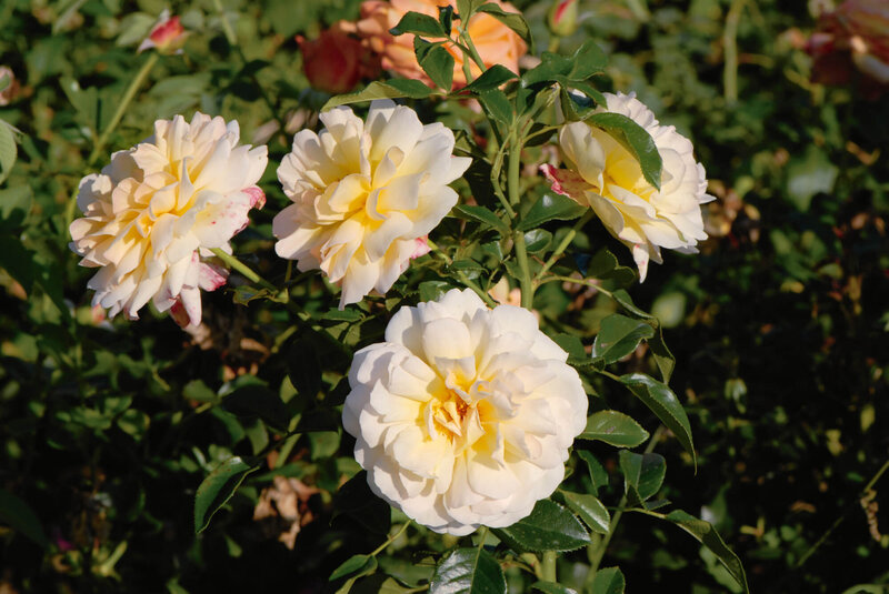 Rosa 'Bordüre Champagne'