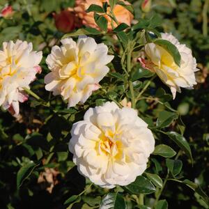 Rosa 'Bordüre Champagne'