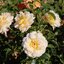 Rosa 'Bordüre Champagne'