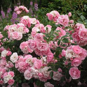 Rosa 'Bonica®'