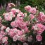Rosa 'Bonica®'