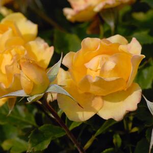 Rosa 'Gold Reef®'