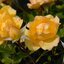 Rosa 'Gold Reef®'