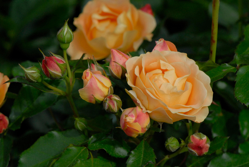 Rosa 'Dolce Vita®'