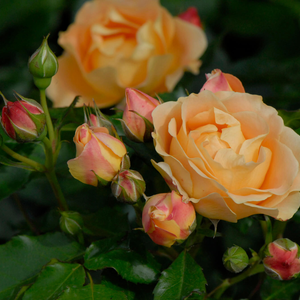 Rosa 'Dolce Vita®'