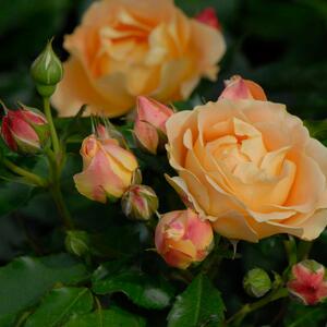 Rosa 'Dolce Vita®'