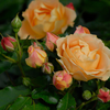 Rosa 'Dolce Vita®'