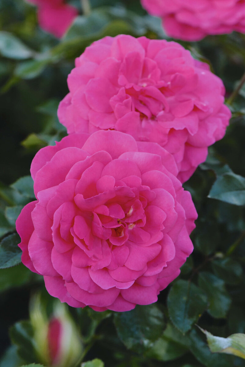 Rosa 'Ingrid Wendl'
