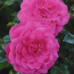 Rosa 'Ingrid Wendl'