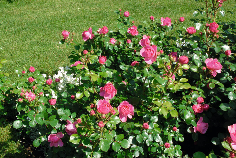 Rosa - Hybriden Leonardo Da Vinci