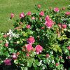Rosa - Hybriden Leonardo Da Vinci