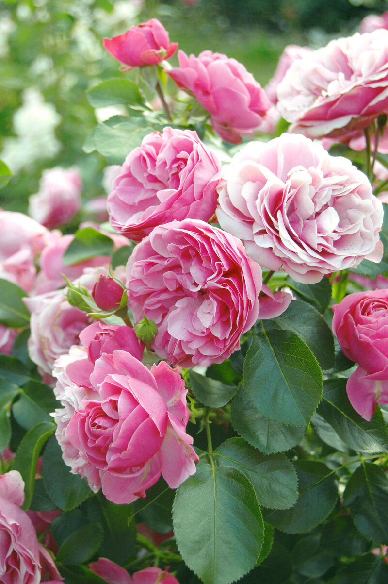 Rosa - Hybriden Leonardo Da Vinci