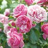 Rosa - Hybriden Leonardo Da Vinci