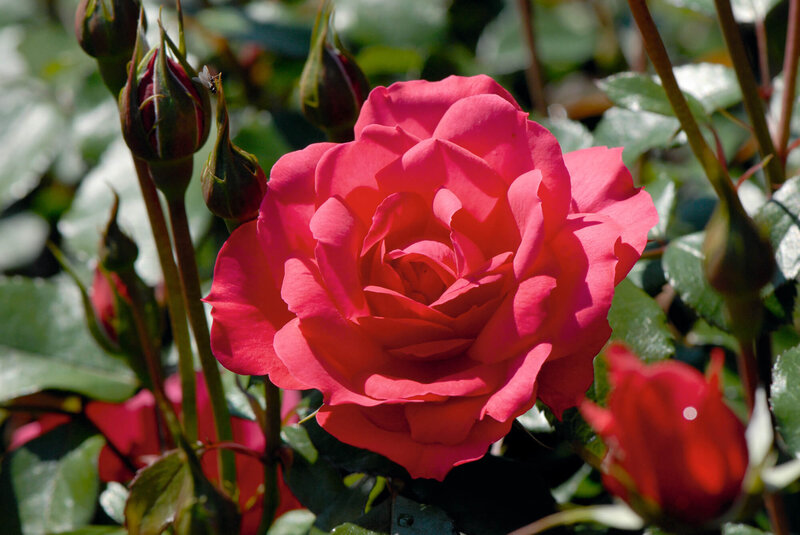 Rosa 'Ingrid Wendl'