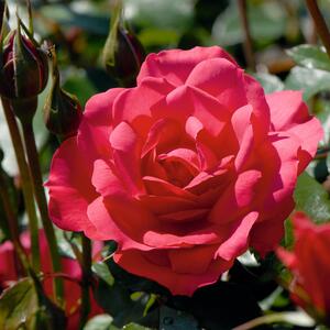 Rosa 'Ingrid Wendl'
