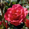 Rosa 'Ingrid Wendl'