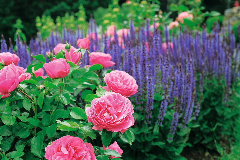 Rosa - Hybriden Leonardo Da Vinci
