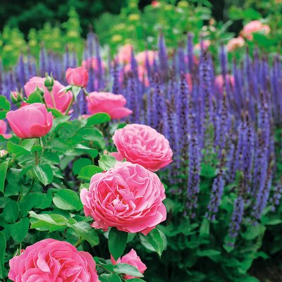 Rosa - Hybriden Leonardo Da Vinci