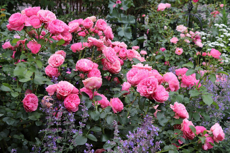 Rosa - Hybriden Leonardo Da Vinci