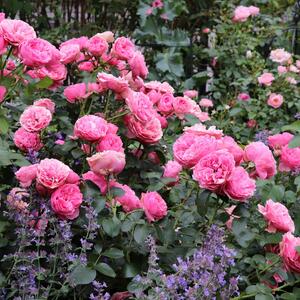 Rosa - Hybriden Leonardo Da Vinci