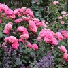 Rosa - Hybriden Leonardo Da Vinci