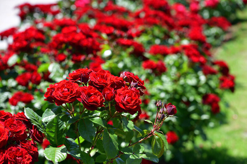 Rosa 'Lilli Marleen®'