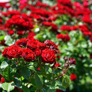 Rosa 'Lilli Marleen®'