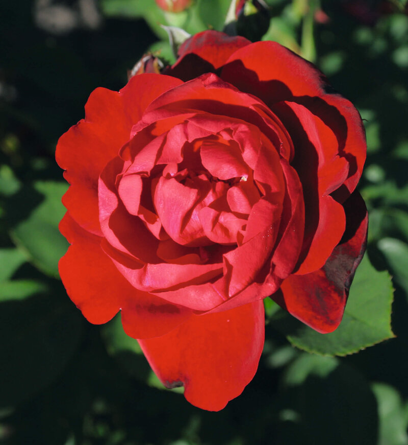 Rosa 'Lilli Marleen®'