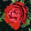 Rosa 'Lilli Marleen®'