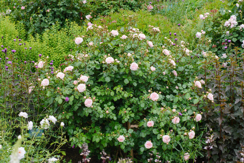 Rosa 'Mariatheresia®'