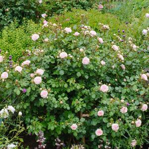 Rosa 'Mariatheresia®'