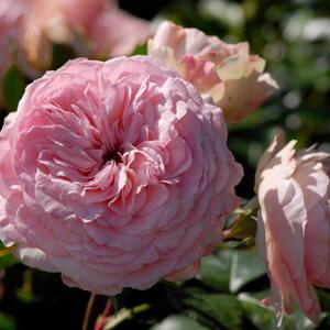 Rosa 'Mariatheresia®'