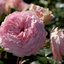 Rosa 'Mariatheresia®'