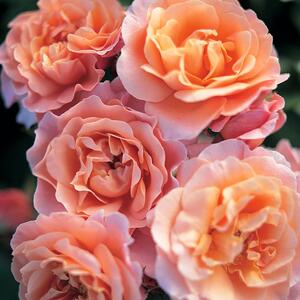 Rosa 'Marie Curie®'