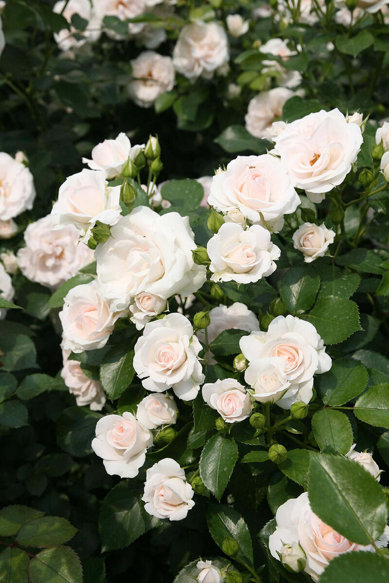 Rosa 'Aspirin®' ADR