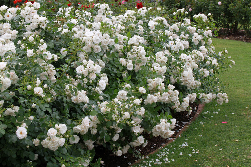 Rosa 'Aspirin®' ADR