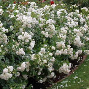 Rosa 'Aspirin®' ADR