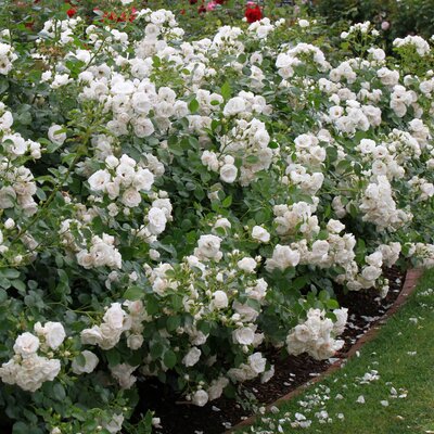 Rosa 'Aspirin®' ADR