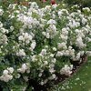 Rosa 'Aspirin®' ADR