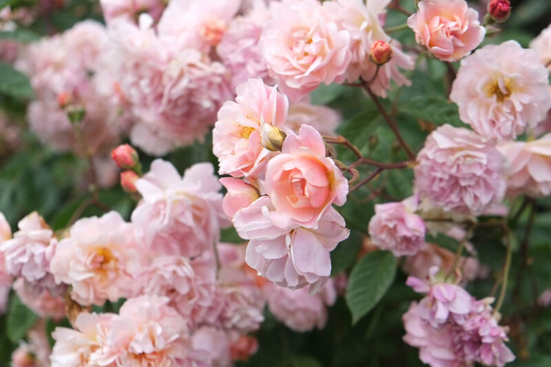 Rosa 'Cubana®'