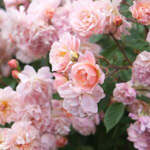 Rosa 'Cubana®'