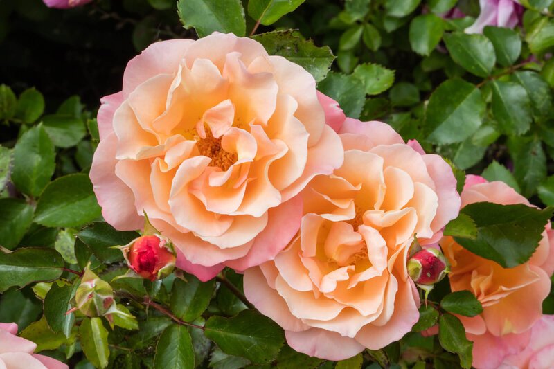 Rosa 'Cubana®'