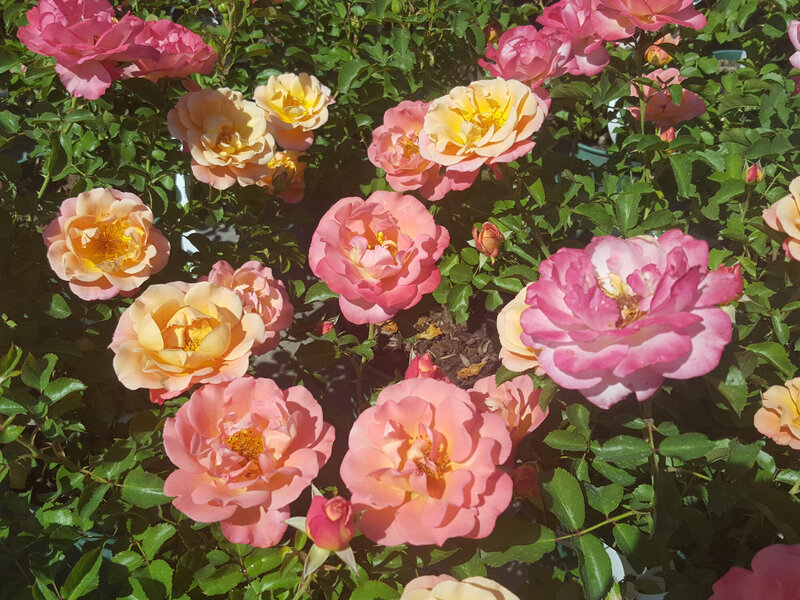 Rosa 'Cubana®'