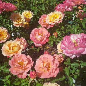 Rosa 'Cubana®'