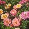 Rosa 'Cubana®'