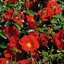Rosa 'Matador®'