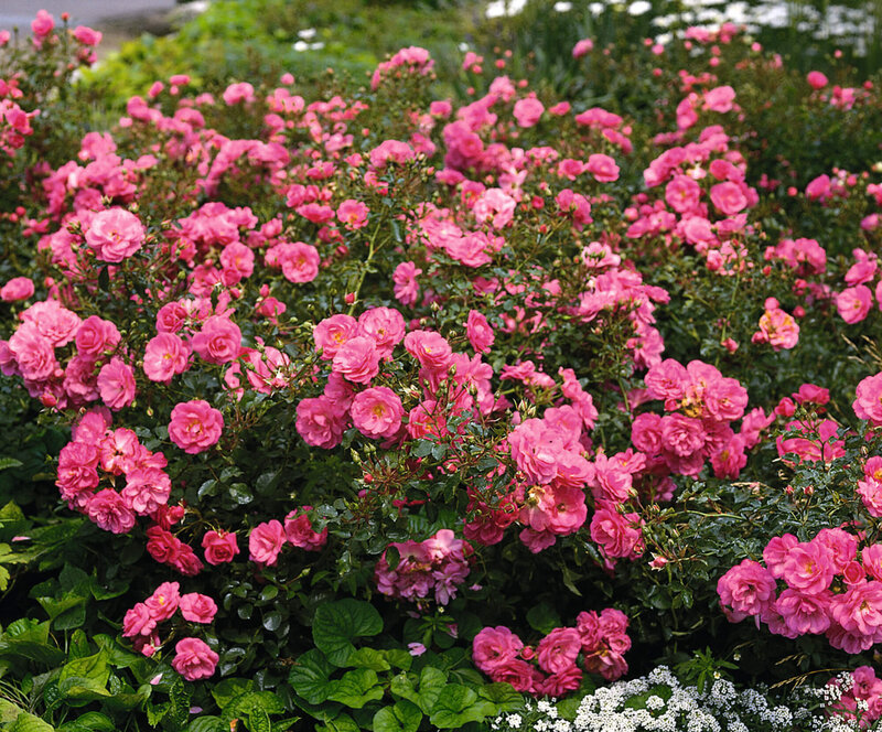 Rosa 'Mirato®'