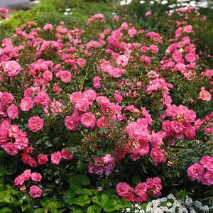 Rosa 'Mirato®'