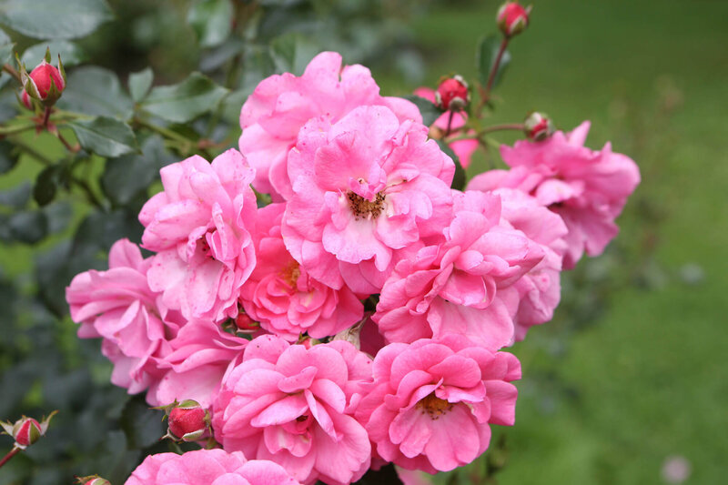 Rosa 'Mirato®'