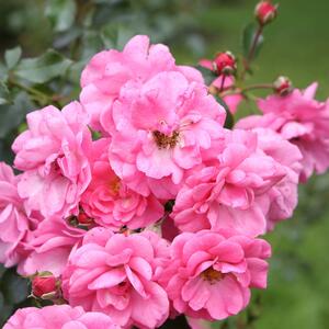 Rosa 'Mirato®'
